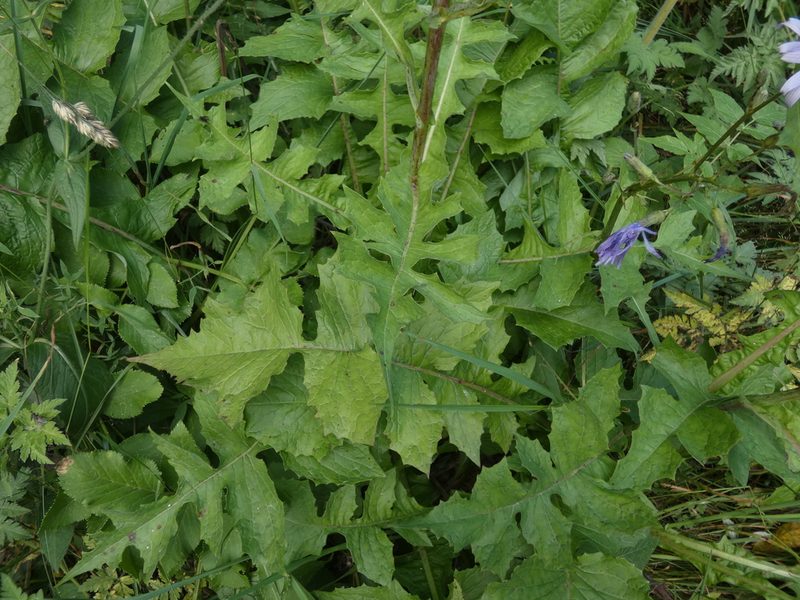 Lactuca plumieri, photographed by Yves Bas
