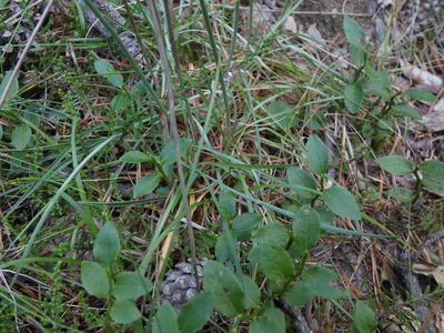 Armeria arenaria, photographed by Yves Bas