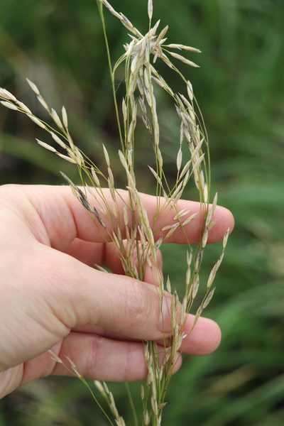 Scolochloa festucacea, photographed by Nina Filippova