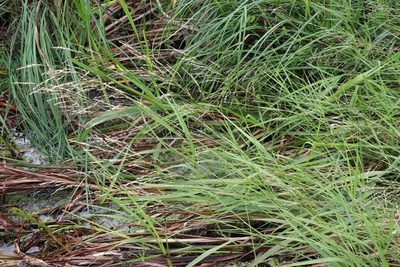 Scolochloa festucacea, photographed by Nina Filippova