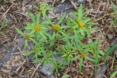 Bidens radiata, photographed by Nina Filippova