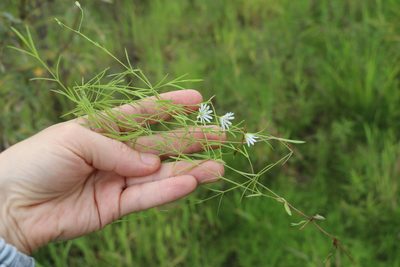 Stellaria palustris, photographed by Nina Filippova
