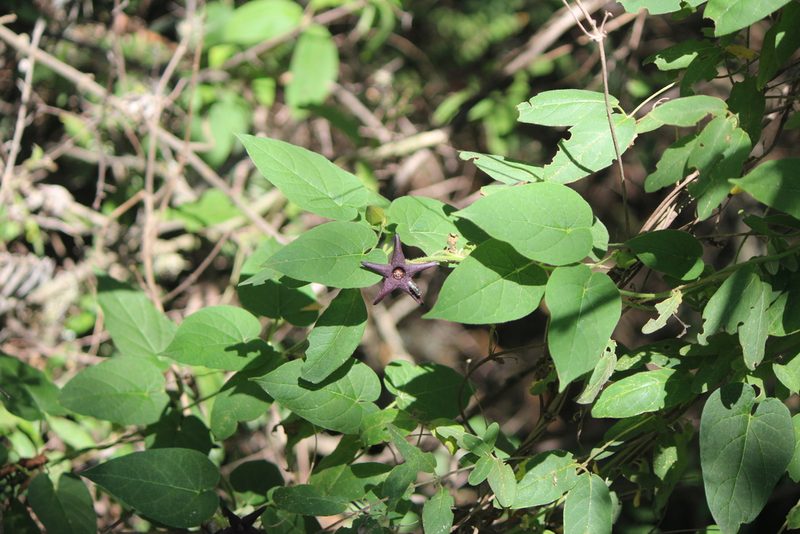 Polystemma pilosum, photographed by José Belem Hernández Díaz