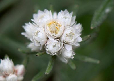 Anaphalis royleana