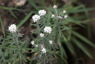 Anaphalis royleana, photographed by Ramnarayan K