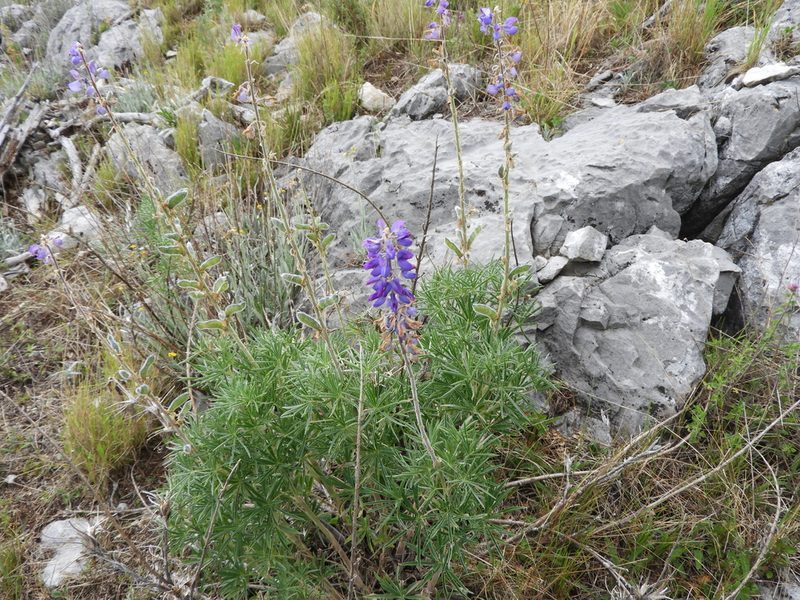 Lupinus cacuminis, photographed by Leticia Jiménez Hernández