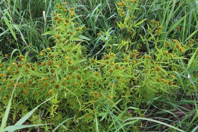 Bidens radiata, photographed by Nina Filippova