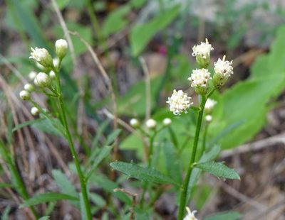 Baccharis thesioides, photographed by Andrew Tree
