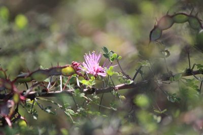Mimosa depauperata, photographed by José Belem Hernández Díaz