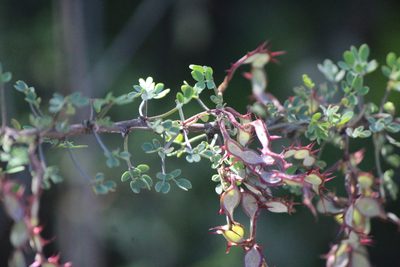 Mimosa depauperata, photographed by José Belem Hernández Díaz