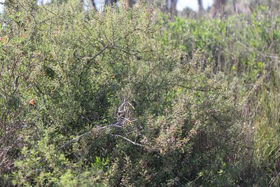 Mimosa depauperata, photographed by José Belem Hernández Díaz