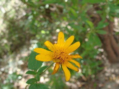 Jefea lantanifolia, photographed by Alexis López Hernández