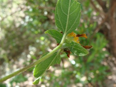 Jefea lantanifolia, photographed by Alexis López Hernández