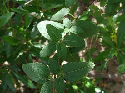 Jefea lantanifolia, photographed by Alexis López Hernández