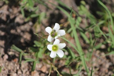 Oxalis alpina, photographed by José Belem Hernández Díaz