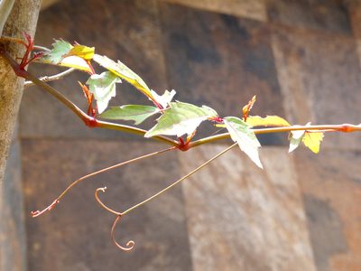 Ampelopsis denudata, photographed by Francisco Farriols Sarabia