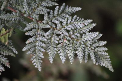 Cheilanthes leucopoda, photographed by José Belem Hernández Díaz