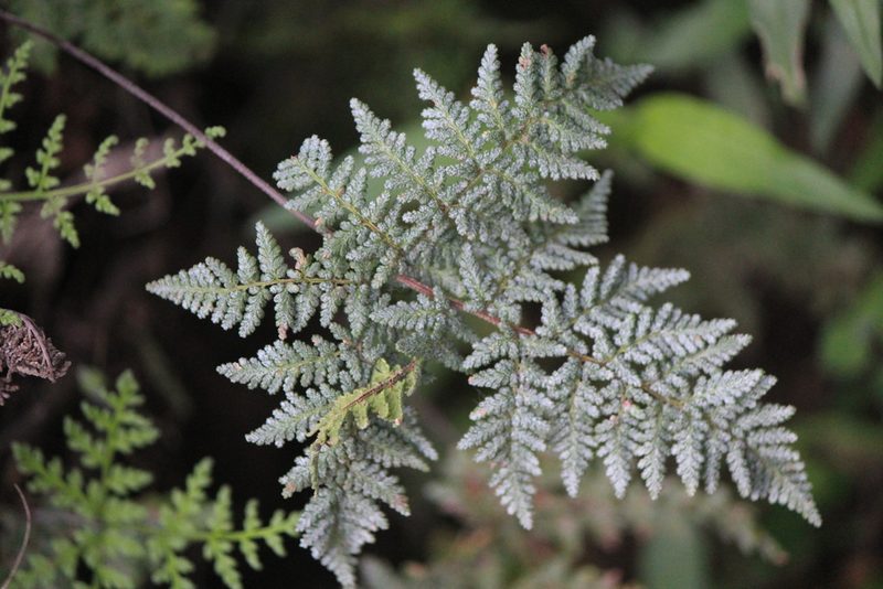 Cheilanthes leucopoda, photographed by José Belem Hernández Díaz