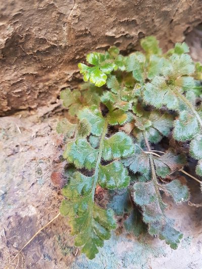 Asplenium papaverifolium, photographed by Javier Conejeros Gastó
