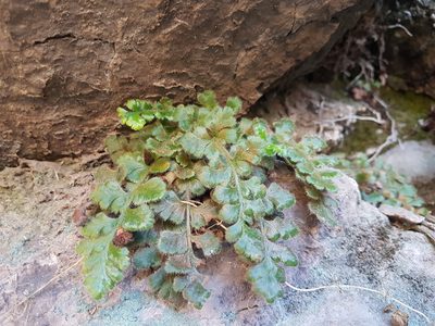 Asplenium papaverifolium, photographed by Javier Conejeros Gastó