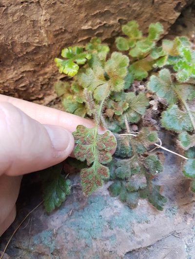 Asplenium papaverifolium, photographed by Javier Conejeros Gastó