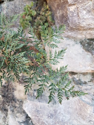 Quechuapteris glauca, photographed by Javier Conejeros Gastó