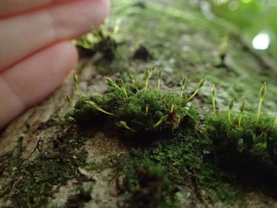 Ulota bruchii, photographed by George Greiff