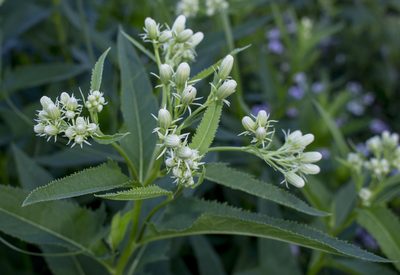 Hasteola suaveolens, photographed by aarongunnar