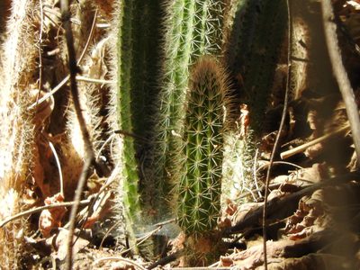 Nyctocereus serpentinus, photographed by Oscar Alejandro Morales Juárez