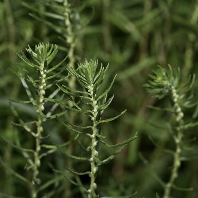 Iva angustifolia, photographed by Michelle W. （鍾偉瑋）