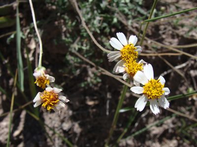 Tridax rosea, photographed by Alexis López Hernández