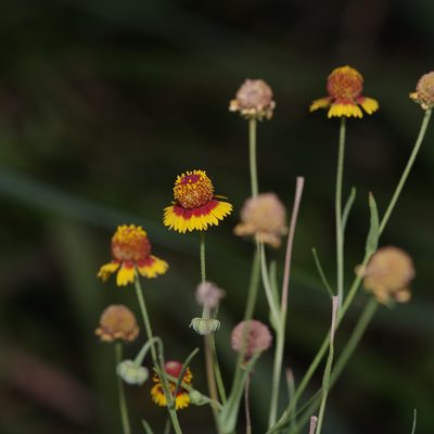 Helenium elegans, photographed by Michelle W. （鍾偉瑋）