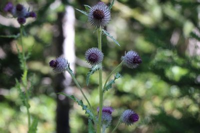 Cirsium edule, photographed by Justin Flint