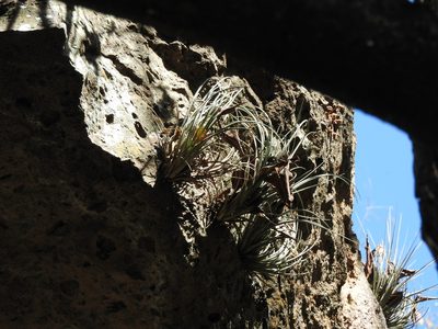 Tillandsia juncea, photographed by Oscar Alejandro Morales Juárez