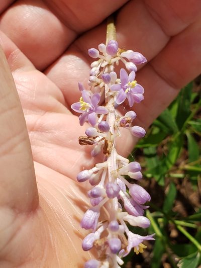 Liriope graminifolia, photographed by Mark Richman