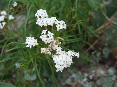 Stevia salicifolia, photographed by Alexis López Hernández