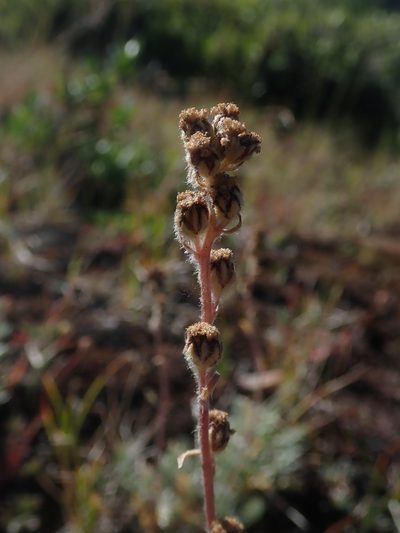 Artemisia scopulorum, photographed by Nolan Exe