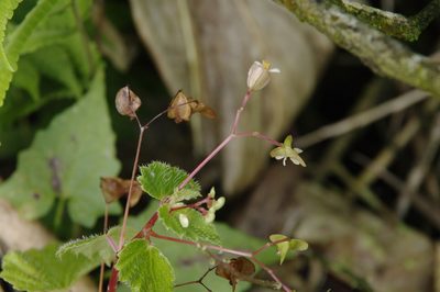 Begonia humilis, photographed by Eric Knight