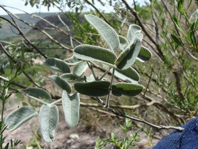 Brongniartia parryi, photographed by Alexis López Hernández