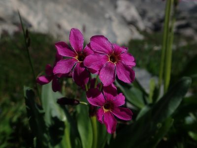 Primula parryi, photographed by Nolan Exe