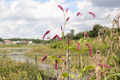 Persicaria orientalis, photographed by Quinten Wiegersma