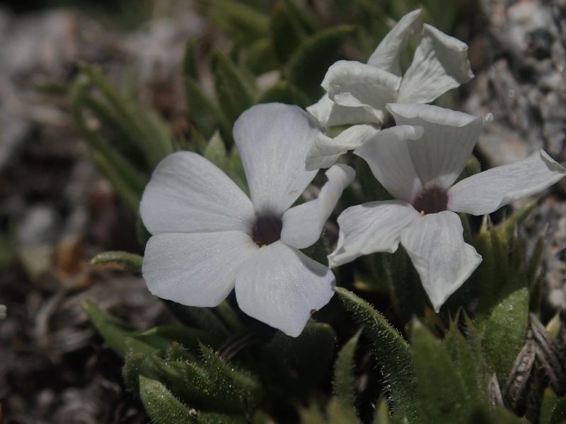 Phlox pulvinata, photographed by Nolan Exe