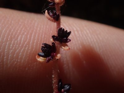 Saxifraga cernua, photographed by Nolan Exe
