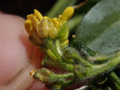 Draba crassa, photographed by Nolan Exe