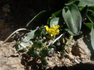 Draba crassa, photographed by Nolan Exe