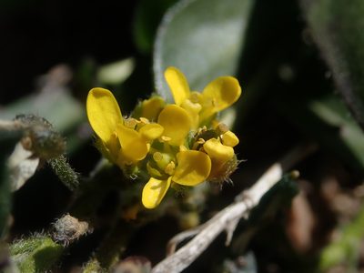 Draba crassa, photographed by Nolan Exe