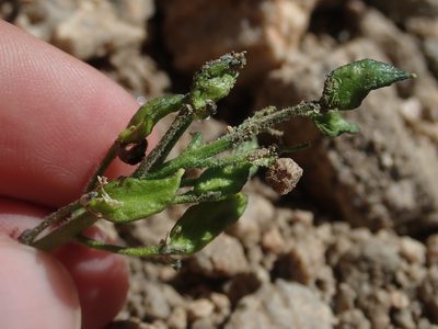Draba crassa, photographed by Nolan Exe