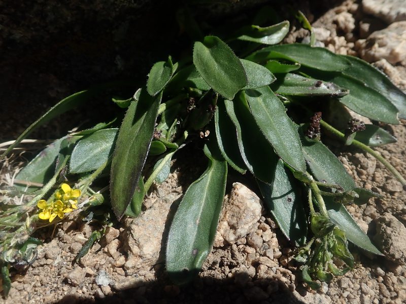 Draba crassa, photographed by Nolan Exe