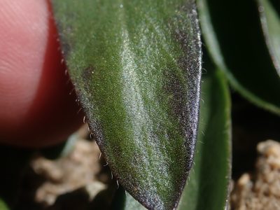 Draba crassa, photographed by Nolan Exe