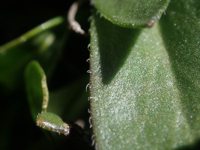 Draba crassa, photographed by Nolan Exe